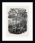 The Godwinia Gigas, 1870 by Anonymous
