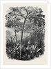 The Godwinia Gigas, 1870 by Anonymous