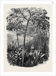 The Godwinia Gigas, 1870 by Anonymous