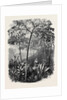 The Godwinia Gigas, 1870 by Anonymous