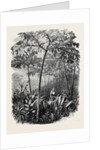 The Godwinia Gigas, 1870 by Anonymous