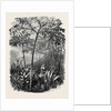 The Godwinia Gigas, 1870 by Anonymous