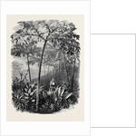The Godwinia Gigas, 1870 by Anonymous