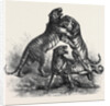 Group of Tigers Fighting, 1870 by Anonymous