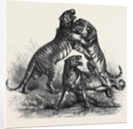 Group of Tigers Fighting, 1870 by Anonymous