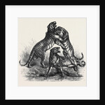Group of Tigers Fighting, 1870 by Anonymous