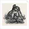 Group of Tigers Fighting, 1870 by Anonymous