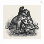 Group of Tigers Fighting, 1870 by Anonymous