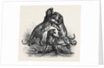 Group of Tigers Fighting, 1870 by Anonymous