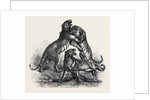 Group of Tigers Fighting, 1870 by Anonymous