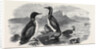 Divers, 1870 by Anonymous