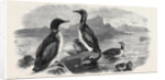 Divers, 1870 by Anonymous