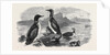 Divers, 1870 by Anonymous