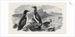 Divers, 1870 by Anonymous