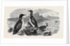 Divers, 1870 by Anonymous