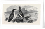 Divers, 1870 by Anonymous