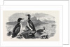 Divers, 1870 by Anonymous
