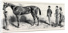 The Training of a Racehorse: At Home in the Stable, 1870 by Anonymous