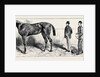 The Training of a Racehorse: At Home in the Stable, 1870 by Anonymous