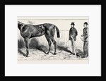 The Training of a Racehorse: At Home in the Stable, 1870 by Anonymous