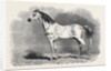 Mr. W.H. Peek's Arab Selim at the Metropolitan Horse Show, 1870 by Anonymous
