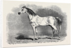 Mr. W.H. Peek's Arab Selim at the Metropolitan Horse Show, 1870 by Anonymous