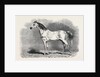 Mr. W.H. Peek's Arab Selim at the Metropolitan Horse Show, 1870 by Anonymous