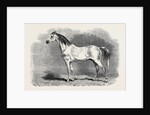 Mr. W.H. Peek's Arab Selim at the Metropolitan Horse Show, 1870 by Anonymous