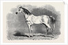Mr. W.H. Peek's Arab Selim at the Metropolitan Horse Show, 1870 by Anonymous