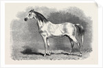 Mr. W.H. Peek's Arab Selim at the Metropolitan Horse Show, 1870 by Anonymous