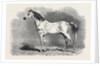 Mr. W.H. Peek's Arab Selim at the Metropolitan Horse Show, 1870 by Anonymous