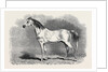Mr. W.H. Peek's Arab Selim at the Metropolitan Horse Show, 1870 by Anonymous