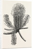 Banksia Ericifolia by Anonymous