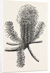 Banksia Ericifolia by Anonymous