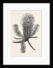 Banksia Ericifolia by Anonymous