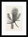 Banksia Ericifolia by Anonymous