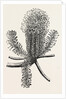 Banksia Ericifolia by Anonymous