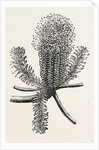 Banksia Ericifolia by Anonymous
