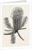 Banksia Ericifolia by Anonymous