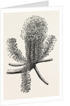 Banksia Ericifolia by Anonymous