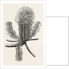Banksia Ericifolia by Anonymous