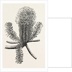 Banksia Ericifolia by Anonymous