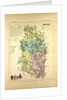 Map of Meuse France by Anonymous