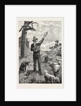 I Am Shepherd to Another Man. As You Like It. Shakspeare on an Australian Sheep-Run by Anonymous