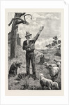 I Am Shepherd to Another Man. As You Like It. Shakspeare on an Australian Sheep-Run by Anonymous