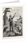 I Am Shepherd to Another Man. As You Like It. Shakspeare on an Australian Sheep-Run by Anonymous