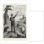 I Am Shepherd to Another Man. As You Like It. Shakspeare on an Australian Sheep-Run by Anonymous
