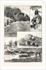 The Expedition to Mashonaland by Anonymous