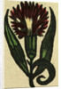 Illustration of English Tales Folk Tales and Ballads. A Flower by Anonymous