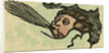 Illustration of English Tales Folk Tales and Ballads. The Storm Blowing by Anonymous